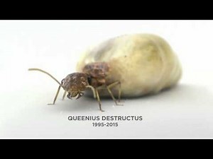 Terminix 2010 / TVC 'Termites'