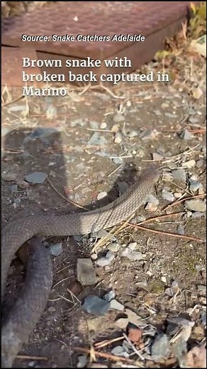 Brown snake with broken back captured in Marino
