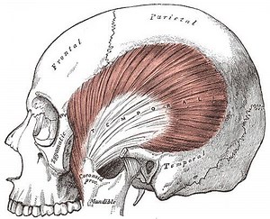 Temporal fascia - Alchetron, The Free Social Encyclopedia