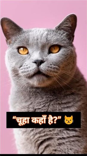 VIP Cat With No Mission 😾 | Funny Talking Cat #catshorts #funnycat #viralshorts