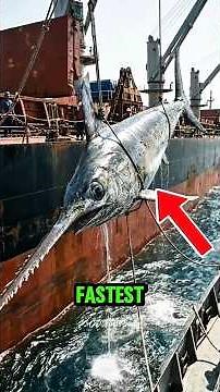 Top 5 Fastest Sea Animals That Move Faster Than Cars! 🌊⚡