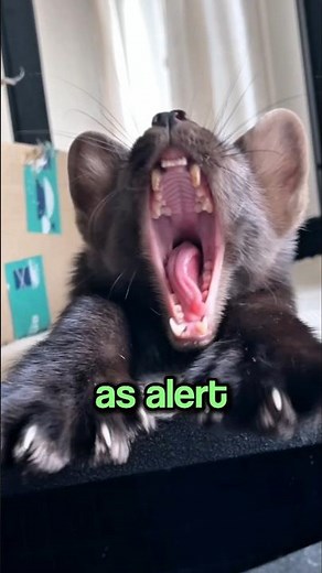 Why Do Sables Play Dead? 😵🦦