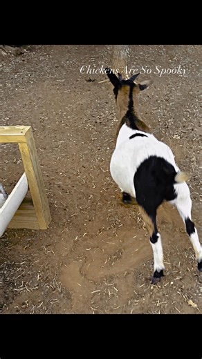 #faintinggoats | GrumpyGringo Goats