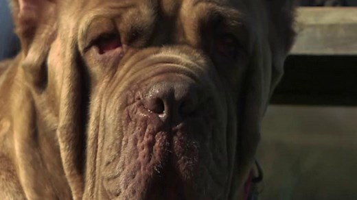 Dog ear cropping: 'It's affected him in so many ways'