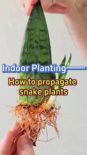 How to propagate snake plants #garden #gardening #gardening101 #plants #planting #propagation #homegarden #indoorgarden #indoorplants #houseplants #snakeplant