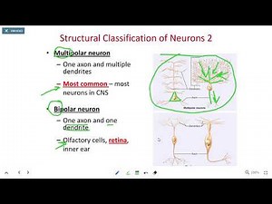 BIOL 214 Structural Classification of Neurons and Axonal Transport (Ch 12 Part 3)