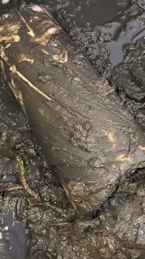 Processing a banana stem in the right way#shorts #trending #shorts #trending