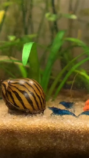 79K views · 694 reactions | Nerite Snail – a hardworking algae-eater that keeps tank surfaces clean while staying peaceful with other tank mates. #NeriteSnail #AlgaeEater #CleanUpCrew #FreshwaterAquarium #PlantedTank #AquariumHobby #VivariumManila | Vivarium Manila | Facebook
