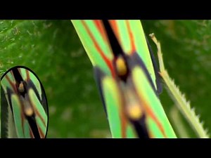 Rhododendron Leafhoppers (Graphocephala fennahi) mating / Rhododendronzikaden bei der Paarung
