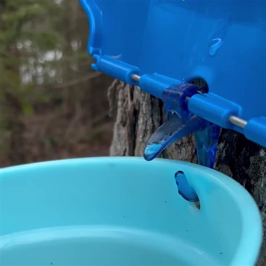 How the Maple-Syrup Cartel Keeps a Sticky Grip on Global Market