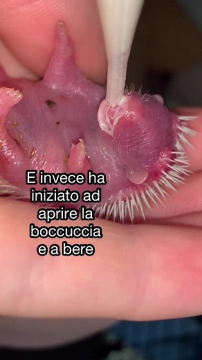 ig: exotic.pet.farm (per rimanere sempre aggiornati su tutto!)🦔🦔#cuteanimals #cucciolidiricci #ricciafricani #riccialbini #animaliesotici #videodianimali