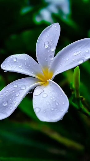 Creative Photography Tips and Trick with Phone using pro Mode | Mobile Photography Hacks