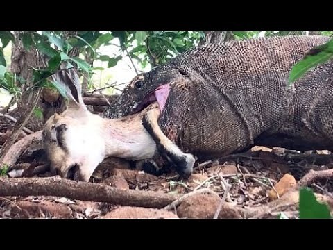 The final moment, the Komodo dragon swallows the goat from behind