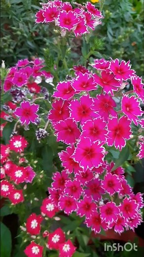 phlox #beautiful flower phlox #winter flower #how to grow and care phlox #gardening #garden