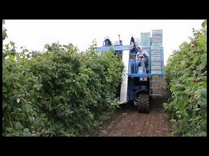 NEW! Oxbo 9120 Raspberry Harvester