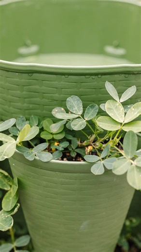 1.1K views · 14 reactions |  Virginia Peanut Progress Update! 樂...