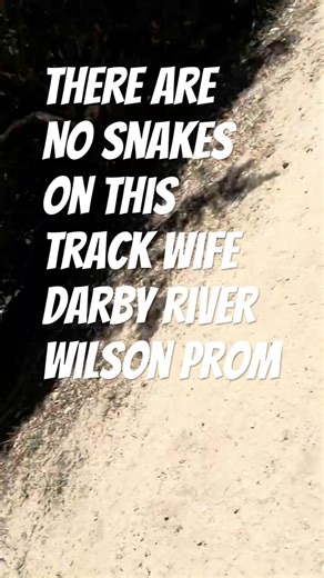 Copperhead Snake on Track something had a go at it Darby River Wilson's Prom #caravanningaustralia