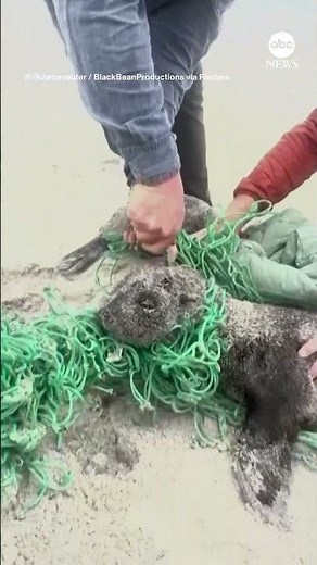 Baby seals cut loose from fishing net | ABC News