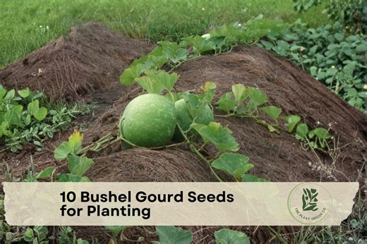 10 Bushel Gourd Seeds for Planting | Giant Round Gourds | Lagenaria Siceraria - Etsy