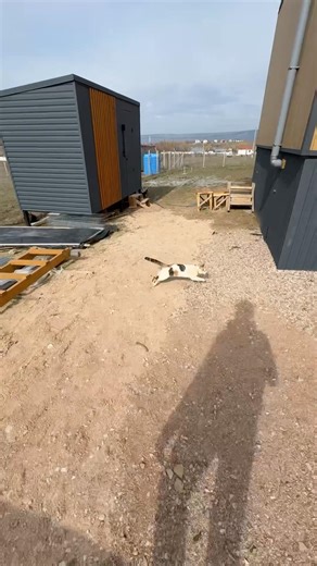 Когда работаю рядом с домом #юмор #мужскиеценности #психология #мотивация #прикол #рационпп