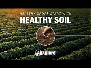 How Smarter Crop Nutrition Leads to Healthier Fields and Long-Term Yield Success