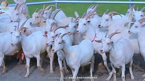 Why Saanen Is the Only Practical Solution for Goat Milk 🥛🐐 For decades, Pakistan never developed a corporate-scale goat milk industry — not due to lack of demand, but due to lack of the right genetics. 🧬 Saanen goats are the Holstein Friesian of the goat world. They are bred for one purpose: efficient milk production. ✔️ Superior Feed Conversion Ratio (FCR) ✔️ High, consistent milk yield ✔️ Machine-milking friendly temperament ✔️ Uniformity required for commercial farming Local or non-special