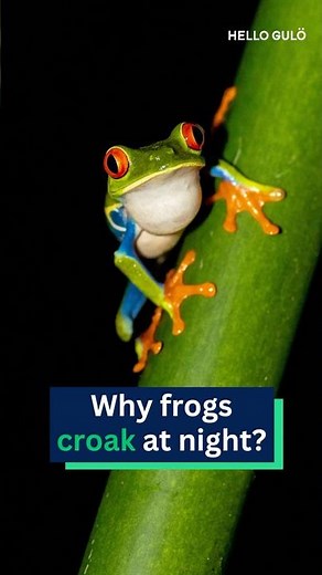 Why frogs croak at night? 🐸