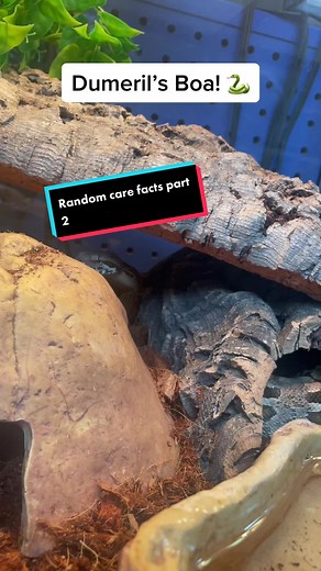 Dumeril's Boa: A Fascinating Endangered Species