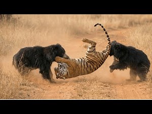 Bear Brothers vs. Tiger Fury A Wild Showdown in the Jungle”