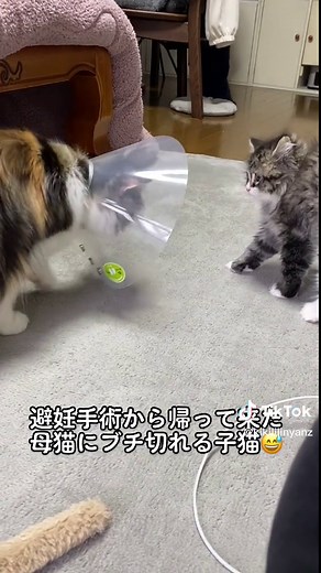 母猫の手術後、リリーがブチ切れ!? 子猫のかわいいエピソード😅