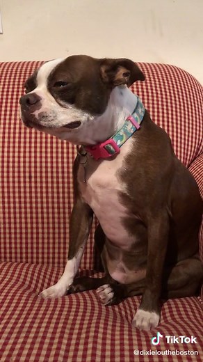 Omg! My baby is crying😭 #DixieLou #MissingTheHumanPups #FirstDayOfSchool