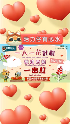 如何種好 #一串紅 手把手教學示範 🐶：「一串紅」又名「#爆竹紅」，長有鮮紅色嘅鐘狀花萼同長筒形花冠，望落好似一串爆竹🧨除咗最常見嘅紅色，仲有紫色、白色、粉紅色、橙色同花冠➕花萼唔同色嘅雙色品種㗎✨想種一串紅，就要一個溫暖、陽光充足同通風嘅環境，半遮陰嘅地方就最好啦！即刻去片睇【園藝101】園藝教室#21: 一人一花計劃2025/26 - 種植示範: 一串紅🔍跟住園藝導師學上盆🪴摘心🌱落肥等🍂栽種技巧啦☀️ 🐶🐱📣：康文署寓樂頻道嘅園藝101仲有其他精彩短片，傳送門👇 https://www.lcsd.gov.hk/edutainment/tc/academy/page_72.html #康樂及文化事務署 #康文署 #LCSD #康文十十十 #LCSDPlusss #康文署寓樂頻道 #寓樂頻道 #EdutainmentChannel #101入門教室 #101Academy #一人一花 🔸即刻Follow 康文 Facebook同lcsdplusss Instagram緊貼我哋嘅最新資訊啦！ | 康文＋＋＋