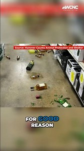 'Drunk' raccoon raids store, passes out in bathroom