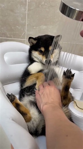 Giving your dog the ultimate relaxation massage 🐕💆‍♂️❤️