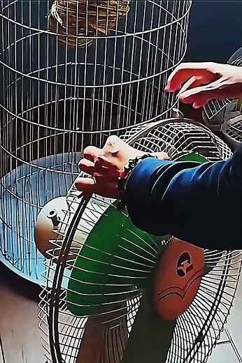 A homemade aviary for almost nothing! 🐦🛠️ #aviary #DIY #birds