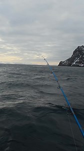 Plaice fishing in the Arctic is fantastic, check out this little clip. Some absolutely massive fish can be landed 🎥🇳🇴#theshorehunter #seafishing #fishing #fishingvlog #surfcasting #codfishing #plaicefishing #boatfishing #cod #ukbeachfishing #norwegian | The Shore Hunter