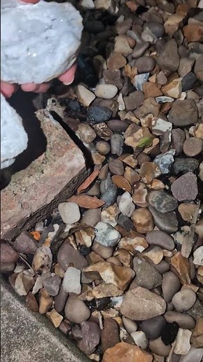 Cracking open a geode! Wait to see the inside! #fossils #fossilhunting #geode #crystals