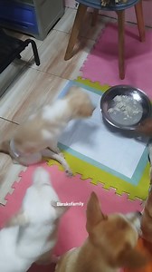 128K views · 12K reactions | Eto na po request nyo ang i CHALLENGE si BbChelo 朗 Ang galing nya po talaga !!! 凉 | Barako Family | Facebook