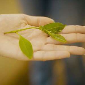 How tea is made at the oldest tea farm in Europe. | Insider Food