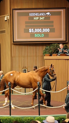 Thoroughbred Daily News on Instagram: "This is what $5,000,000 looks like 🤩 During Tuesday’s session of the Keeneland September Yearling Sale, Book 1, a yearling colt by Curlin out of Grade I winner Cavorting sold for $5 million to Mandy Pope’s Whisper Hill Farm. Consigned by Indian Creek, agent for Stonestreet Farm Bred & Raised, the chestnut is a full brother to multiple Grade I winner CLAIRIERE. He is the most expensive colt to sell at Keeneland since Meydan City sold for $11.7 million in 20