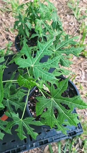 24K views · 539 reactions | Propagating 101: Chaya Tree Spinach | The Weeds and Seeds Guy | Facebook