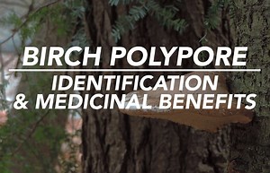 What do mummies, mushrooms, and medicine have in common? Allow the birch polypore to inform us! (New video!) | Learn Your Land