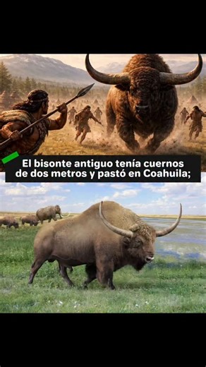 Apaches MemoFin on Instagram: "El bisonte antiguo no era el animal compacto que hoy imaginamos, sino una mole de la Edad de Hielo con cuernos que podían rozar los dos metros de punta a punta. Especies como Bison latifrons caminaron por el norte de lo que hoy es Coahuila, pastando en llanuras más húmedas y frías que las actuales. Su silueta debió imponerse sobre el horizonte como un muro vivo, pesado y lento, pero formidable. Con el fin del Pleistoceno, el clima cambió y también la presión humana