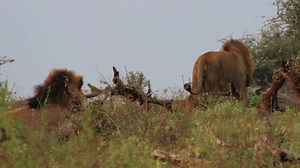 55K views · 4.5K reactions | Three kings, one brotherhood - bound by trust, strength, and loyalty女女女 #reels #life #viral #trend #video #wild #reelsfb #travel #nature #africa #wow #story #safari | African Bush Kingdom | Facebook