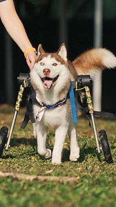 19K views · 214 reactions | Pets deserve to have an amazing day today (and every day).  Today is our 7th annual National Make A Dog’s Day, and we’re encouraging you to share how you made your pet’s day. Use #MakeADogsDay and consider adopting or fostering a pet in need. Learn more at Subaru.com/pets. #SubaruLovesPets | Subaru of America, Inc. | Facebook