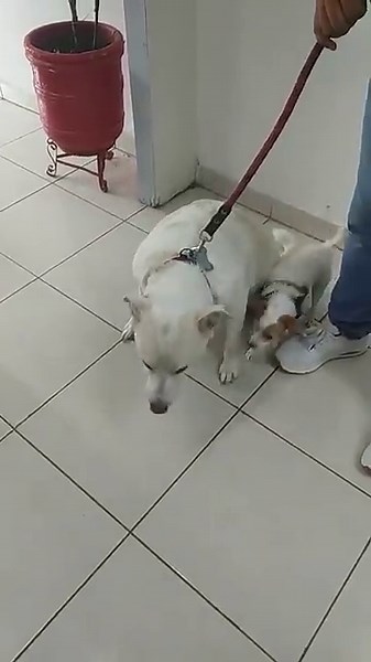 reflejo traqueal positivo, tos de las perreras o traqueitis infecciosa canina