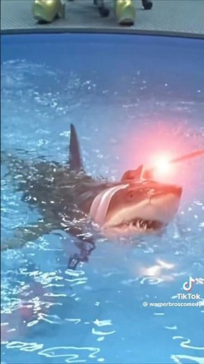 Kamikaze dolphins and sharks with laser beams