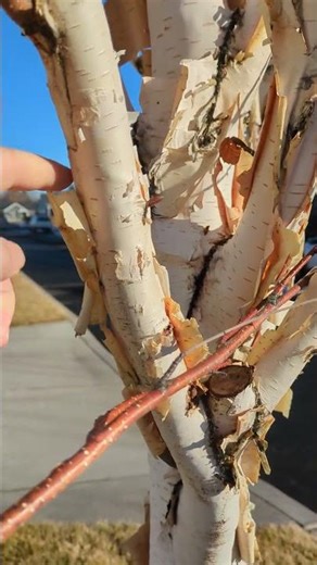 Birch bark is a very flamible fire starter #fires #survival #fire #tinder #firestarting