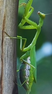 Green praying mantis with Big Stomach Wincent JKcnC #insects #nature #wildlife | HAWI Studios