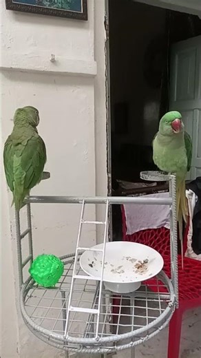 Cutto Cutto 😍❤️| #parrots#talkingparot#youtube#nonstoptalkingparrot#funnyparrot#talkingparrot#cute